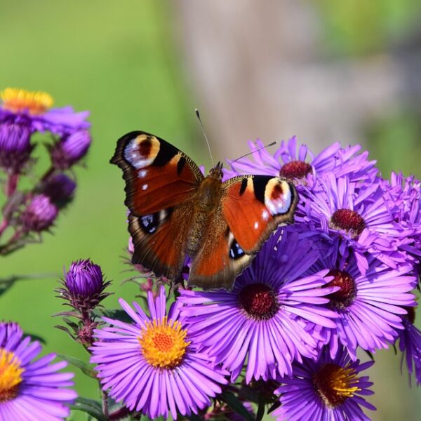 ✨ Grote Najaars Uitverkoop! ✨