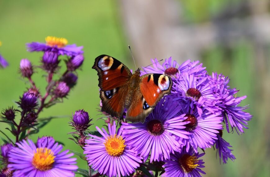 ✨ Grote Najaars Uitverkoop! ✨
